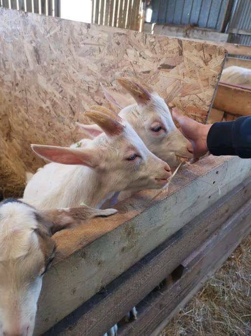 Le P'Tit Torceen Proche De Dieppe Par Com'En Normandie Torcy-le-Petit Luaran gambar